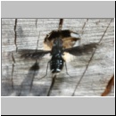 Anthrax anthrax - Trauerschweber 01a.jpg